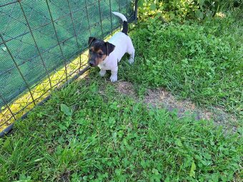 Jack russell terier. - 3