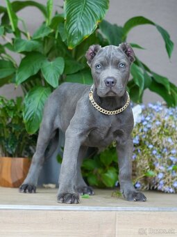 Bandog , Molos , Mastif - 3