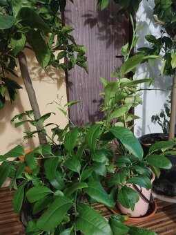 Citrus pomarančovník mandarinka - 3