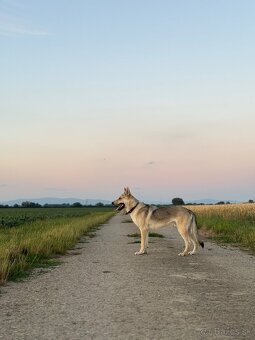 Československý vlčiak - 3