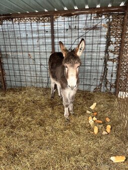 Predám somarika - 3