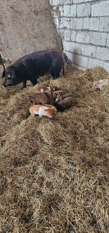 Odstavčatá přešticke duroc - 3