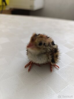 Japonské prepelice - 3