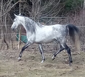 Pripúšťanie Shagya arab - 3