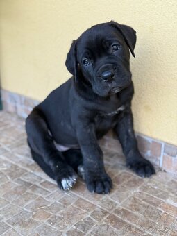 Predam steniatka cane corso - 3