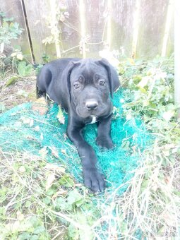 Cane corso - 3