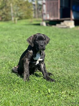 Cane Corso - psík - 3