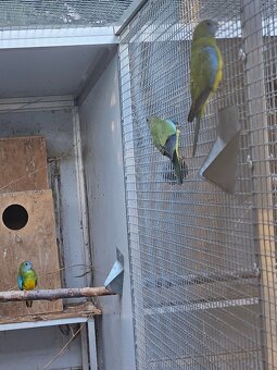 Neoféma modrohlavá prírodná - 3