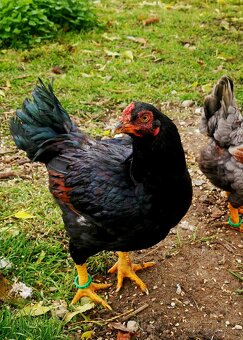 Indická bojovníčka veľká - 3