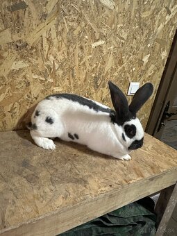 Nemecky obrovitý strakoš - 3