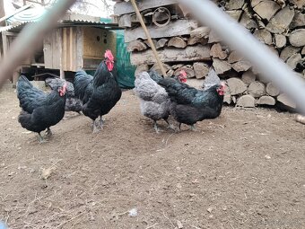 Násadovē vajcia - 3