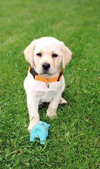 Labrador retriever šteniatka s PP - 3