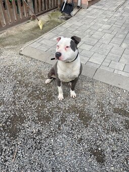 Amstaff staford - 3