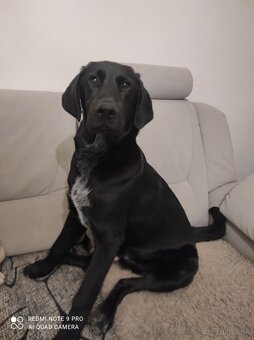 Darujem labradora - 3