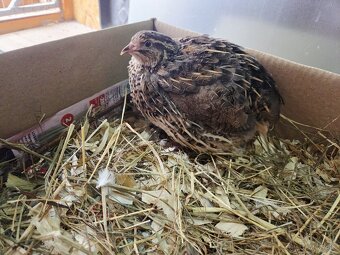 Násadové vajíčka Japonskej prepelice Faraón - 3