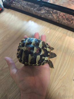 Korytnačka + terarium - 3