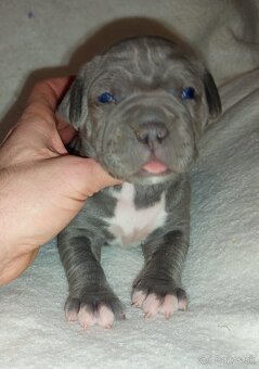 Americký stafordshirský teriér modrý - 3