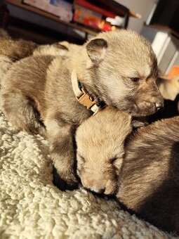 Československý vlčiak s PP - 3