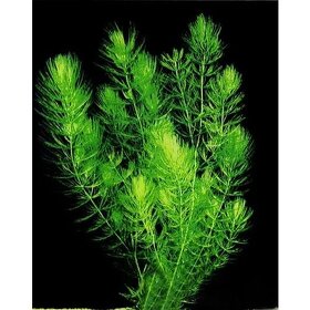 Rastlina Rožkatec ponorený - Ceratophyllum demersum 1€ - 3