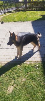Nemecký ovčiak fenka 13mesiacov - 3