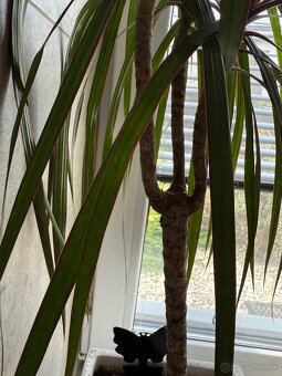Dracena - 3