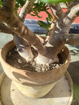 Crassula ovata "Gollum" Shrekove uši sukulent - 3