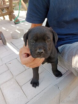 Cane Corso - 3