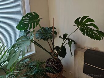 Monstera delicosa XXL - 3