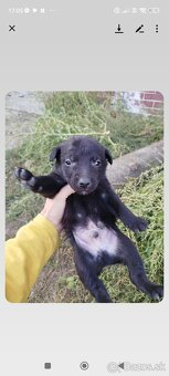 darujem šteniatko - 3