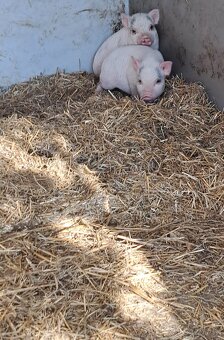 Vietnamske prasiatka - 3
