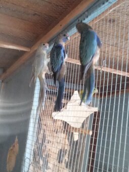 Penant oranž,lutino - 3