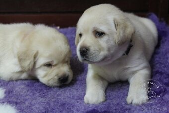 Labrador s rodokmeňom pôvodu - 3