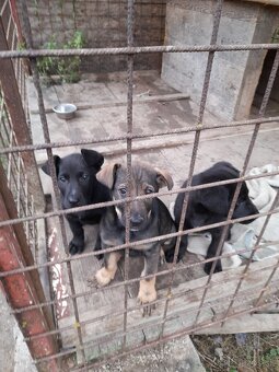 Darujeme šteniatka - 3