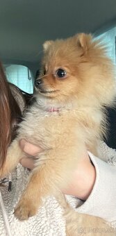 Pomeran/nemecky špic - 3