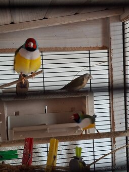 amadina gouldová - 3