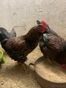 Predám mlade kohúty - 3