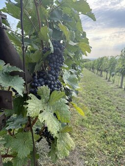 Na predaj pozemok s viničom - 3