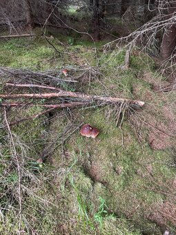 Kozaky dubaky a aj mix týchto dvoch druhov - 3