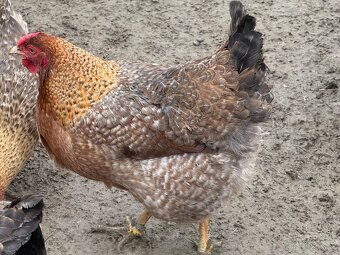 Predám nasadove vajíčka oravka rodobarva - 3