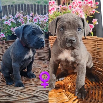 cane corso šteniatka - 3