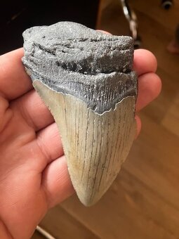 Fosília, skamenelina, Megalodon, zub, žralok - inzerát č.8 - 3
