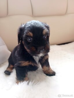 Predám Nelly Yorkshire kríženu - 3