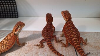Agama bradatá - Red mláďata - 3