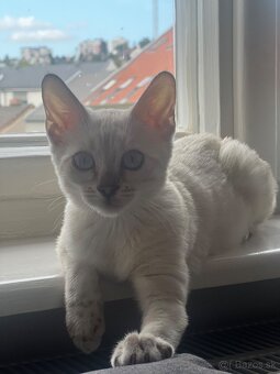 Bengalska snow mačka s PP - 3