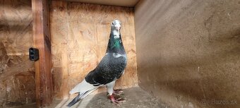 Predám poštové holuby - 3