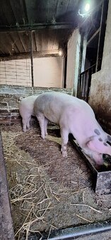 Predám prasničky - 3