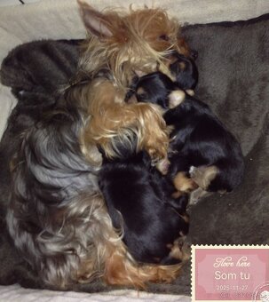 Yorkshire terrier ❤ - 3