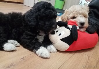 Krížence pudlíka - 3