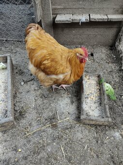 Orpington žltý - 3