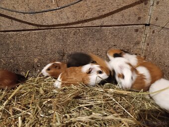 Morské prasiatko - 3